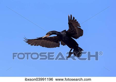 "Cape Cormorant (Phalacrocorax capensis), adult flying, landing, Betty's Bay, Western Cape, South Africa, Africa" View Large Photo Image Stock Photograph - "Cape Cormorant (Phalacrocorax capensis), adult flying, landing, Betty's Bay, Western Cape, South Africa, Africa". Fotosearch