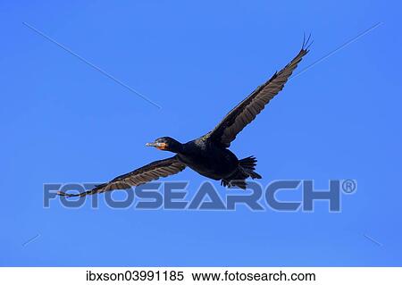 "Cape Cormorant (Phalacrocorax capensis), in flight, Betty's Bay, Western Cape, South Africa, Africa" View Large Photo Image Stock Photography - "Cape Cormorant (Phalacrocorax capensis), in flight, Betty's Bay, Western Cape, South Africa, Africa". Fotosearch