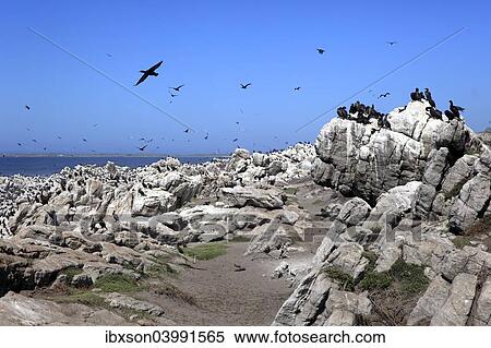"Cape Cormorants (Phalacrocorax capensis), colony, Betty's Bay, Western Cape, South Africa, Africa" View Large Photo Image Stock Photography - "Cape Cormorants (Phalacrocorax capensis), colony, Betty's Bay, Western Cape, South Africa, Africa". Fotosearch