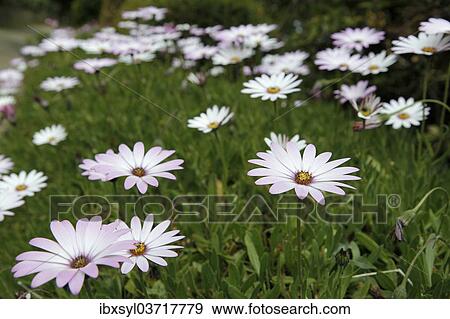 "Cape Daisies (Osteospermum sp. ), England, United Kingdom, Europe" View Large Photo Image Stock Photo - "Cape Daisies (Osteospermum sp. ), England, United Kingdom, Europe". Fotosearch