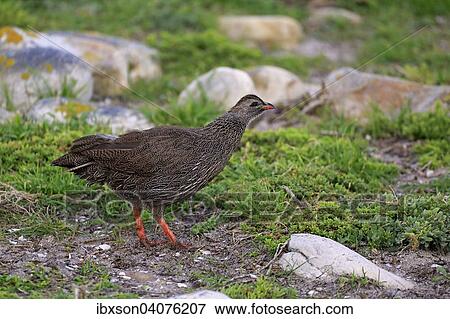 "Cape Francolin (Francolinus capensis), adult, Table Mountain National Park, Western Cape, South Africa, Africa" View Large Photo Image Stock Photo - "Cape Francolin (Francolinus capensis), adult, Table Mountain National Park, Western Cape, South Africa, Africa". Fotosearch