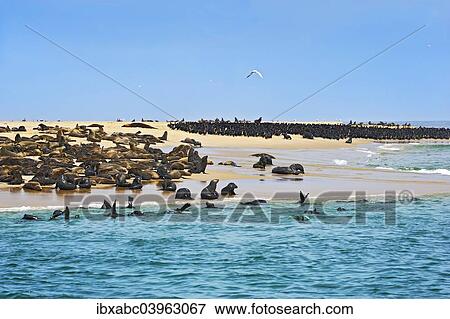 Stock Photo - "Cape Fur Seals or Brown Fur Seals (Arctocephalus pusillus) and Common Cormorants (Phalacrocorax carbo) on a sand bank near Walvis Bay, Erongo Region, Namibia, Africa". Fotosearch