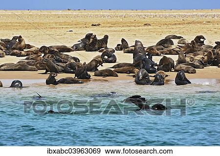 Stock Photo - "Cape Fur Seals or Brown Fur Seals (Arctocephalus pusillus) on a sand bank near Walvis Bay, Erongo Region, Namibia, Africa". Fotosearch