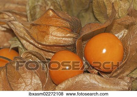 "Cape gooseberry, Inca or Aztec berry, golden berry (Physalis peruviana)" View Large Photo Image Stock Photo - "Cape gooseberry, Inca or Aztec berry, golden berry (Physalis peruviana)". Fotosearch