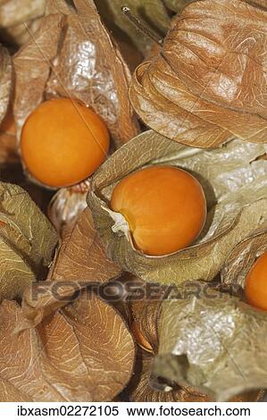 "Cape gooseberry, Inca or Aztec berry, golden berry (Physalis peruviana)" View Large Photo Image Stock Photography - "Cape gooseberry, Inca or Aztec berry, golden berry (Physalis peruviana)". Fotosearch