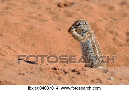 "Cape Ground Squirrel (Xerus inauris), female, feeding at the burrow entrance, Kgalagadi Transfrontier Park, Northern Cape, South Africa, Africa" View Large Photo Image Picture - "Cape Ground Squirrel (Xerus inauris), female, feeding at the burrow entrance, Kgalagadi Transfrontier Park, Northern Cape, South Africa, Africa". Fotosearch