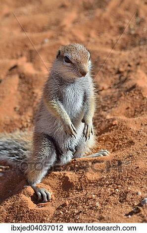"Cape Ground Squirrel (Xerus inauris), young male standing in sand, Kgalagadi Transfrontier Park, Northern Cape, South Africa, Africa" View Large Photo Image Stock Image - "Cape Ground Squirrel (Xerus inauris), young male standing in sand, Kgalagadi Transfrontier Park, Northern Cape, South Africa, Africa". Fotosearch