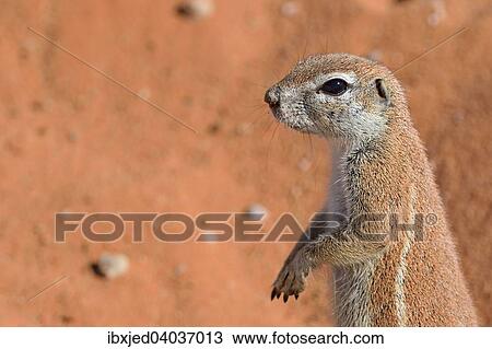 "Cape Ground Squirrel (Xerus inauris), Kgalagadi Transfrontier Park, Northern Cape, South Africa, Africa" View Large Photo Image Stock Image - "Cape Ground Squirrel (Xerus inauris), Kgalagadi Transfrontier Park, Northern Cape, South Africa, Africa". Fotosearch