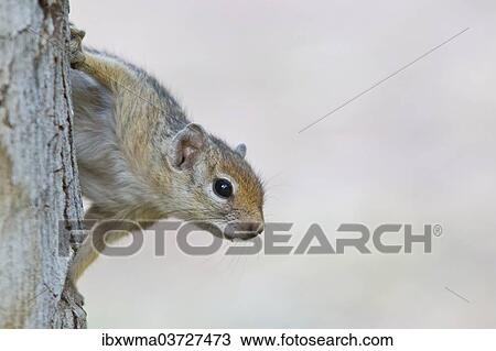 "Cape Ground Squirrel (Xerus inauris), Namibia, Africa" View Large Photo Image Stock Image - "Cape Ground Squirrel (Xerus inauris), Namibia, Africa". Fotosearch