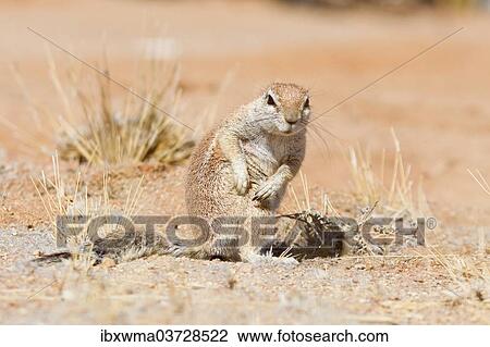 "Cape Ground Squirrel (Xerus inauris) scratches itself, Namibia, Africa" View Large Photo Image Stock Image - "Cape Ground Squirrel (Xerus inauris) scratches itself, Namibia, Africa". Fotosearch