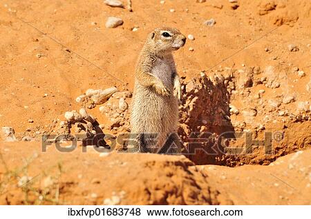 "Cape Ground Squirrel (Xerus inauris) in the Kgalagadi Transfrontier Park, Kalahari, South Africa, Africa" View Large Photo Image Stock Photo - "Cape Ground Squirrel (Xerus inauris) in the Kgalagadi Transfrontier Park, Kalahari, South Africa, Africa". Fotosearch