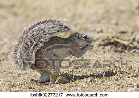 Stock Photo - "Cape ground squirrel (Xerus inauris), Etosha National Park, Namibia, Africa". Fotosearch