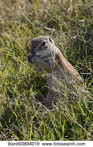 Stock Photo - "Cape Ground Squirrel (Xerus inauris), Mountain Zebra National Park, Eastern Cape, South Africa, Africa". Fotosearch