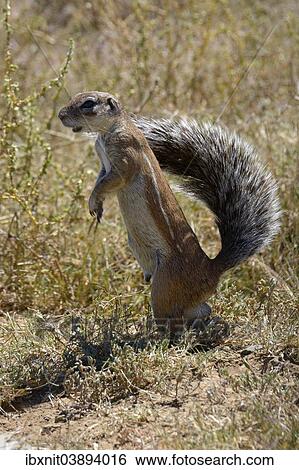 "Cape Ground Squirrel (Xerus inauris), Eastern Cape, South Africa, Africa" View Large Photo Image Stock Photograph - "Cape Ground Squirrel (Xerus inauris), Eastern Cape, South Africa, Africa". Fotosearch