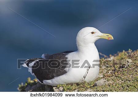 "Cape gull (Larus vetula) at Robberg Nature Reserve, South Africa, Africa" View Large Photo Image Stock Photo - "Cape gull (Larus vetula) at Robberg Nature Reserve, South Africa, Africa". Fotosearch