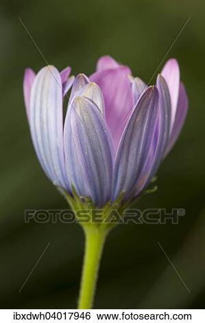 "Cape marguerite (Osteospermum ecklonis), native to South Africa" View Large Photo Image Stock Photograph - "Cape marguerite (Osteospermum ecklonis), native to South Africa". Fotosearch