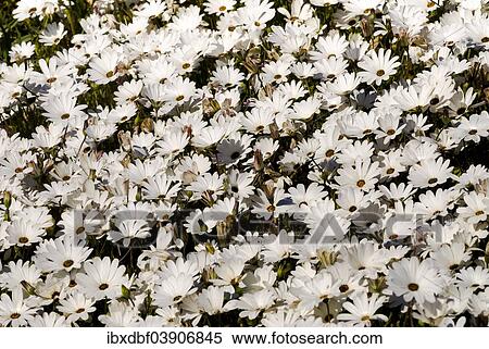 "Cape Marigolds or African Daisies (Osteospermum ecklonis), West Coast National Park, Western Cape, South Africa, Africa" View Large Photo Image Stock Photography - "Cape Marigolds or African Daisies (Osteospermum ecklonis), West Coast National Park, Western Cape, South Africa, Africa". Fotosearch