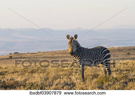 "Cape Mountain Zebra (Equus zebra zebra), Mountain Zebra National Park, Eastern Cape, South Africa, Africa" View Large Photo Image Stock Photo - "Cape Mountain Zebra (Equus zebra zebra), Mountain Zebra National Park, Eastern Cape, South Africa, Africa". Fotosearch