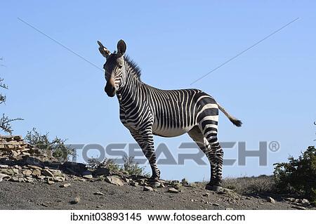 "Cape Mountain Zebra (Equus zebra zebra), Western Cape, South Africa, Africa" View Large Photo Image Stock Photography - "Cape Mountain Zebra (Equus zebra zebra), Western Cape, South Africa, Africa". Fotosearch