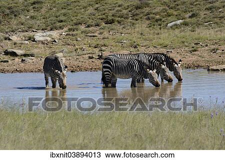 "Cape Mountain Zebras (Equus zebra zebra) at a waterhole, Eastern Cape, South Africa, Africa" View Large Photo Image Stock Image - "Cape Mountain Zebras (Equus zebra zebra) at a waterhole, Eastern Cape, South Africa, Africa". Fotosearch