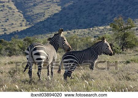 "Cape Mountain Zebras (Equus zebra zebra), Eastern Cape, South Africa, Africa" View Large Photo Image Stock Image - "Cape Mountain Zebras (Equus zebra zebra), Eastern Cape, South Africa, Africa". Fotosearch