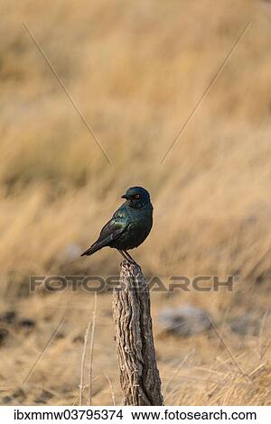 "Cape Starling (Lamprotornis nitens) perched on a post, Etosha National Park, Namibia, Africa" View Large Photo Image Picture - "Cape Starling (Lamprotornis nitens) perched on a post, Etosha National Park, Namibia, Africa". Fotosearch