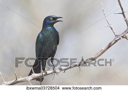 "Cape Starling (Lamprotornis nitens) sitting on a twig, Etosha National Park, Namibia, Africa" View Large Photo Image Picture - "Cape Starling (Lamprotornis nitens) sitting on a twig, Etosha National Park, Namibia, Africa". Fotosearch