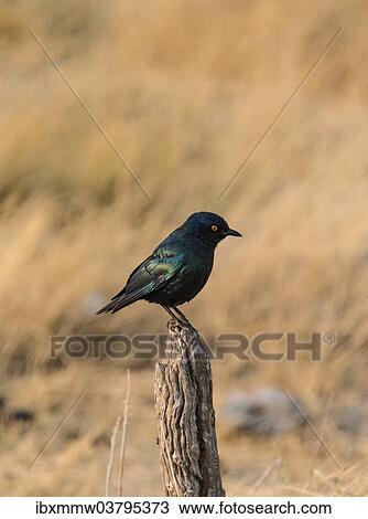 Stock Image - "Cape Starling (Lamprotornis nitens) perched on a post, Etosha National Park, Namibia, Africa". Fotosearch