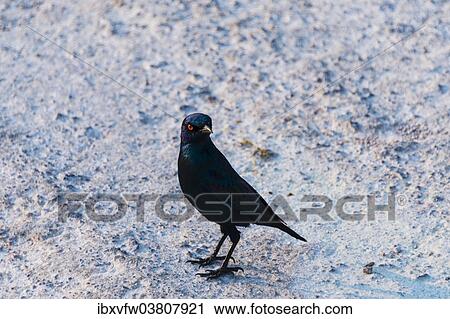 Stock Image - "Cape Starling (Lamprotornis nitens), Etosha National Park, Namibia, Africa". Fotosearch