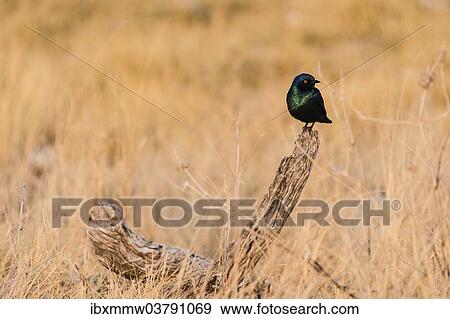 "Cape Starling (Lamprotornis nitens), Etosha National Park, Namibia, Africa" View Large Photo Image Stock Photo - "Cape Starling (Lamprotornis nitens), Etosha National Park, Namibia, Africa". Fotosearch
