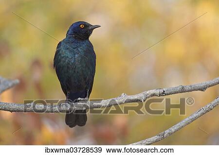 "Cape Starling (Lamprotornis nitens) sitting on a twig, Etosha National Park, Namibia, Africa" View Large Photo Image Stock Photo - "Cape Starling (Lamprotornis nitens) sitting on a twig, Etosha National Park, Namibia, Africa". Fotosearch