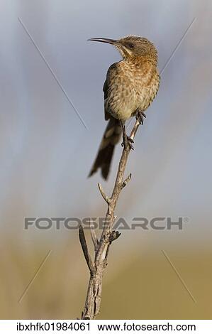 Stock Image - "Cape sugarbird (Promerops cafer), Table Mountain National Park, South Africa, Africa". Fotosearch