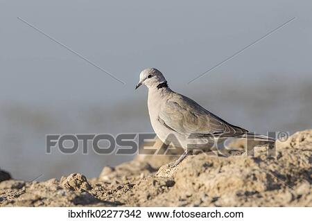Stock Image - "Cape turtle dove (Streptopelia capicola), Etosha National Park, Namibia, Africa". Fotosearch