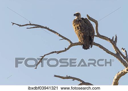 "Cape Vulture (Gyps coprotheres), Kruger National Park, South Africa, Africa" View Large Photo Image Stock Image - "Cape Vulture (Gyps coprotheres), Kruger National Park, South Africa, Africa". Fotosearch