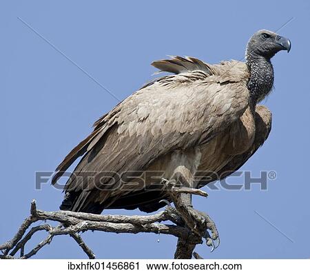 "Cape Vultures (Gyps coprotheres), Chobe National Park, Botswana, Africa" View Large Photo Image Stock Image - "Cape Vultures (Gyps coprotheres), Chobe National Park, Botswana, Africa". Fotosearch