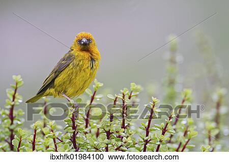 "Cape weaver (Ploceus capensis) at Addo Elephant Park, South Africa, Africa" View Large Photo Image Stock Image - "Cape weaver (Ploceus capensis) at Addo Elephant Park, South Africa, Africa". Fotosearch