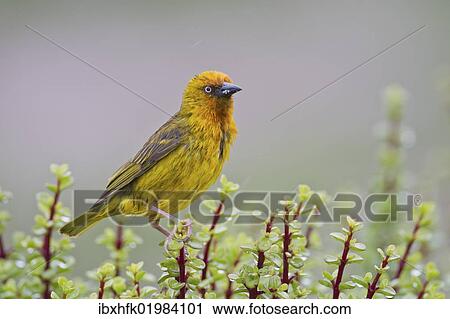 "Cape weaver (Ploceus capensis) at Addo Elephant Park, South Africa, Africa" View Large Photo Image Stock Image - "Cape weaver (Ploceus capensis) at Addo Elephant Park, South Africa, Africa". Fotosearch