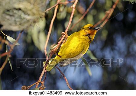 "Cape weaver (Ploceus capensis), Namaqualand, South Africa, Africa" View Large Photo Image Stock Photo - "Cape weaver (Ploceus capensis), Namaqualand, South Africa, Africa". Fotosearch