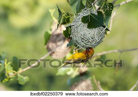 "Cape Weaver (Ploceus capensis), weaver nest, Northern Cape, South Africa, Africa" View Large Photo Image Stock Photo - "Cape Weaver (Ploceus capensis), weaver nest, Northern Cape, South Africa, Africa". Fotosearch