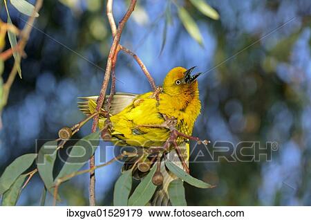 "Cape weaver, weaver bird (Ploceus capensis), nest-building, South Africa, Africa" View Large Photo Image Stock Photo - "Cape weaver, weaver bird (Ploceus capensis), nest-building, South Africa, Africa". Fotosearch