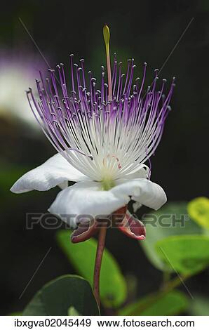 Caper Bush Capparis Spinosa Flower Europe Stock Photo Ibxgva02045449 Fotosearch,Types Of Owls
