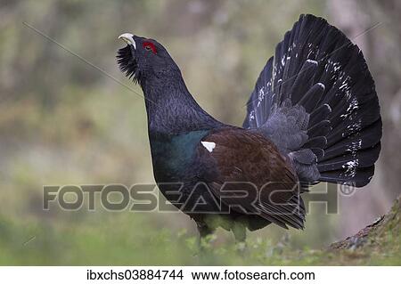 "Capercaillie or Western Capercaillie (Tetrao urogallus), displaying, Tyrolean Oberland, Tyrol, Austria, Europe" View Large Photo Image Picture - "Capercaillie or Western Capercaillie (Tetrao urogallus), displaying, Tyrolean Oberland, Tyrol, Austria, Europe". Fotosearch