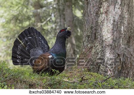 Stock Image - "Capercaillie or Western Capercaillie (Tetrao urogallus), displaying, Tyrolean Oberland, Tyrol, Austria, Europe". Fotosearch