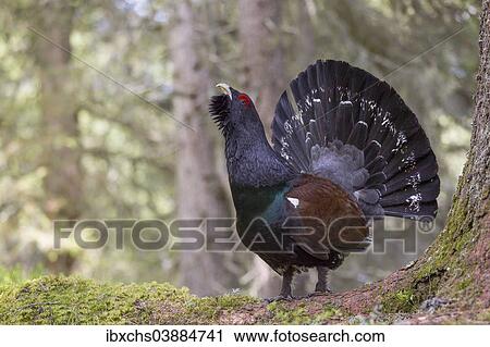 "Capercaillie or Western Capercaillie (Tetrao urogallus), displaying, Tyrolean Oberland, Tyrol, Austria, Europe" View Large Photo Image Stock Image - "Capercaillie or Western Capercaillie (Tetrao urogallus), displaying, Tyrolean Oberland, Tyrol, Austria, Europe". Fotosearch
