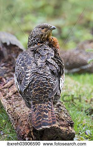 "Capercaillie or Western Capercaillie (Tetrao urogallus), female, captive, animal enclosure, Bavarian Forest National Park, Bavaria, Germany, Europe" View Large Photo Image Stock Image - "Capercaillie or Western Capercaillie (Tetrao urogallus), female, captive, animal enclosure, Bavarian Forest National Park, Bavaria, Germany, Europe". Fotosearch