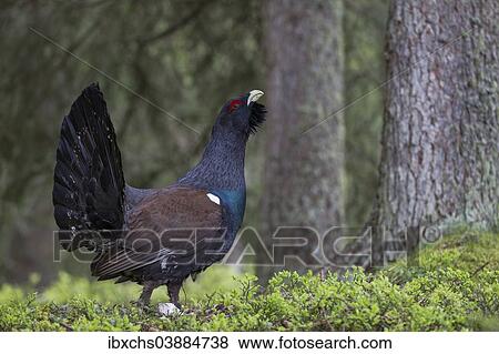 "Capercaillie or Western Capercaillie (Tetrao urogallus), displaying, Tyrolean Oberland, Tyrol, Austria, Europe" View Large Photo Image Stock Photo - "Capercaillie or Western Capercaillie (Tetrao urogallus), displaying, Tyrolean Oberland, Tyrol, Austria, Europe". Fotosearch