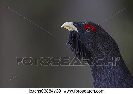 "Capercaillie or Western Capercaillie (Tetrao urogallus), displaying, Tyrolean Oberland, Tyrol, Austria, Europe" View Large Photo Image Stock Photo - "Capercaillie or Western Capercaillie (Tetrao urogallus), displaying, Tyrolean Oberland, Tyrol, Austria, Europe". Fotosearch