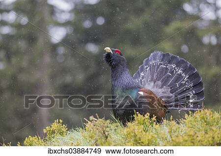 "Capercaillie or Western Capercaillie (Tetrao urogallus), displaying, Tyrolean Oberland, Tyrol, Austria, Europe" View Large Photo Image Stock Photo - "Capercaillie or Western Capercaillie (Tetrao urogallus), displaying, Tyrolean Oberland, Tyrol, Austria, Europe". Fotosearch