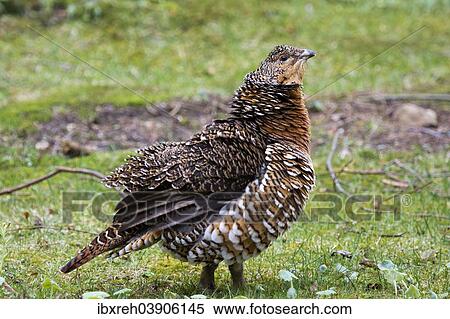 "Capercaillie or Western Capercaillie (Tetrao urogallus), female, captive, animal enclosure, Bavarian Forest National Park, Bavaria, Germany, Europe" View Large Photo Image Stock Photography - "Capercaillie or Western Capercaillie (Tetrao urogallus), female, captive, animal enclosure, Bavarian Forest National Park, Bavaria, Germany, Europe". Fotosearch