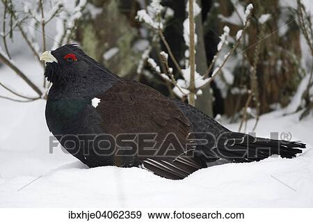 "Capercaillie (Tetrao urogallus) in the snow, captive, Bavarian Forest National Park, Grafenau, Bavaria, Germany, Europe" View Large Photo Image Stock Photo - "Capercaillie (Tetrao urogallus) in the snow, captive, Bavarian Forest National Park, Grafenau, Bavaria, Germany, Europe". Fotosearch